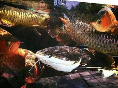 網(wǎng)上購(gòu)買龍魚的優(yōu)缺點(diǎn)：網(wǎng)上購(gòu)買龍魚的優(yōu)缺點(diǎn)：缺點(diǎn)：網(wǎng)上購(gòu)買龍魚怎么樣