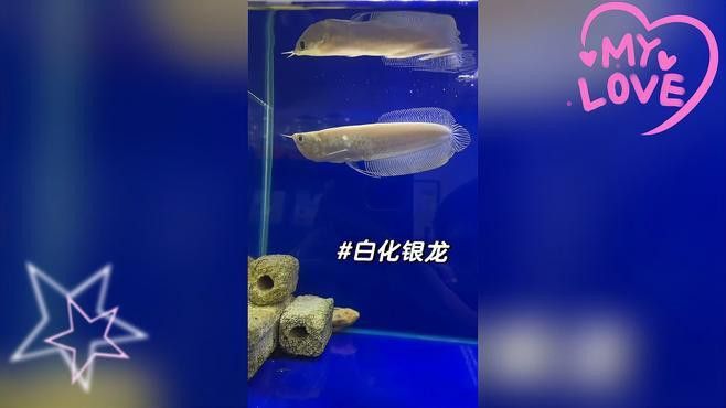 白化銀龍魚和黃化銀龍魚的區別是什么