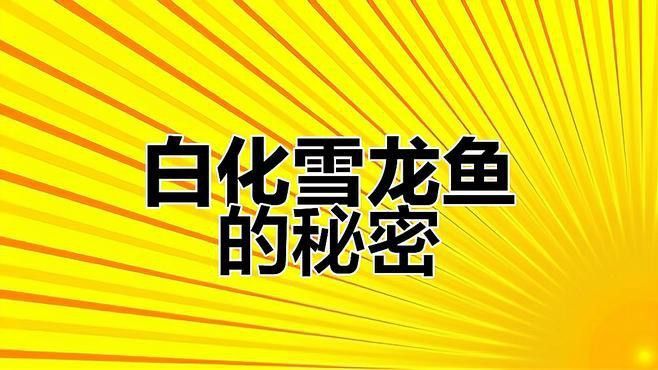 白化銀龍魚和黃化銀龍魚的區別是什么