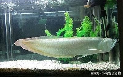 龍魚為什么要養單數的魚苗