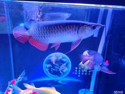 觀賞金龍魚什么價格好一點