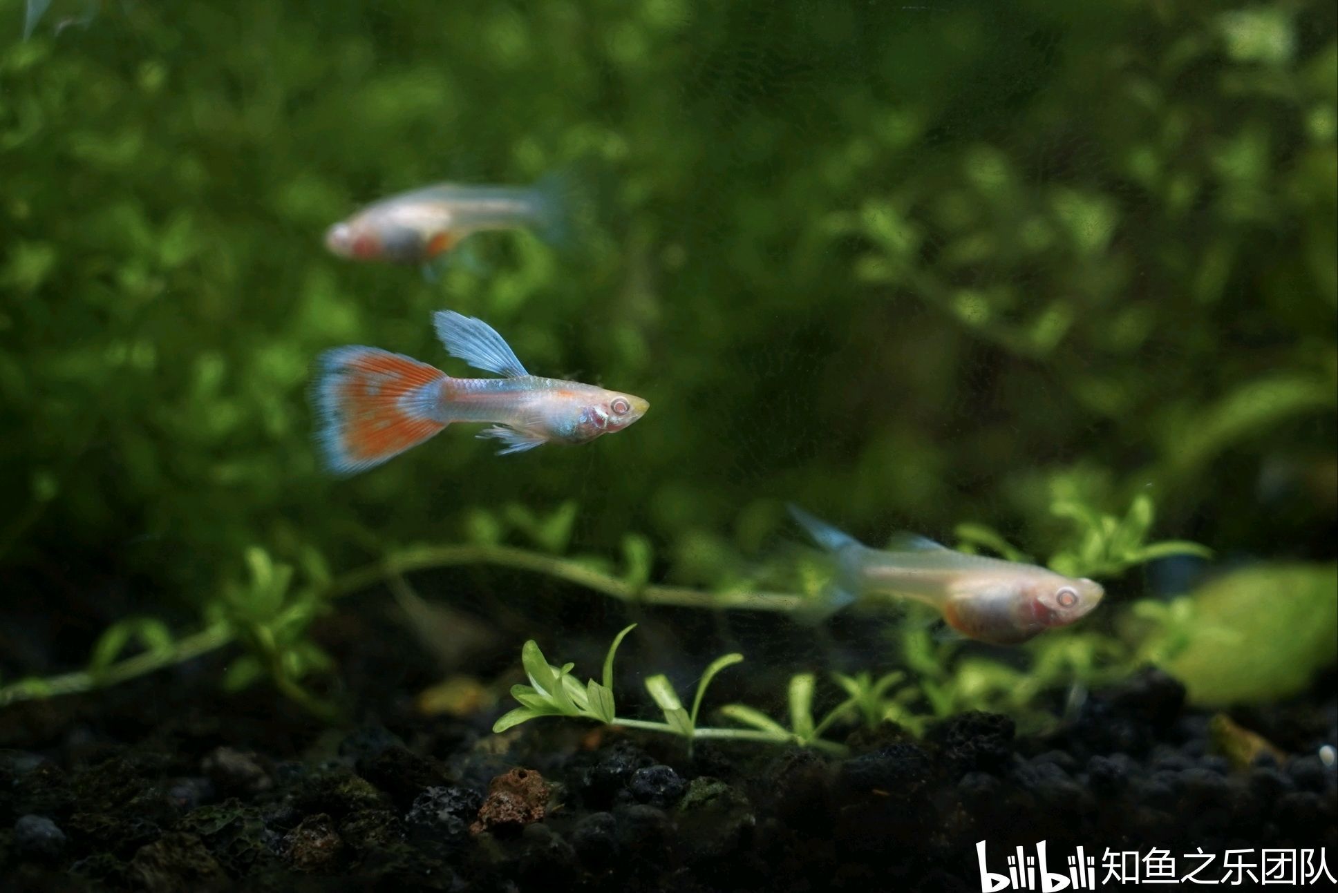 龍魚有冷水的品種嗎？：熱帶魚養殖的常見誤區有哪些
