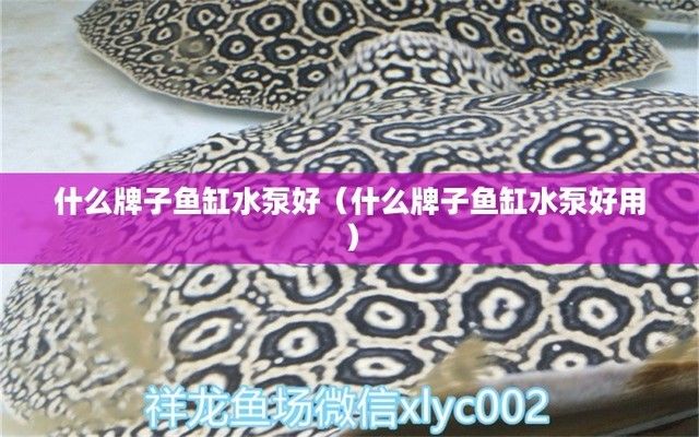 紅龍魚飼養方法和技巧大全（紅龍魚飼養方法和技巧大全視頻）