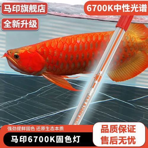 6700K龍魚燈哪個品牌最好？