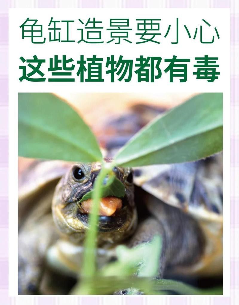 哪些植物不適合與假龍龜混養？ 哪些植物不適合與假龍龜混養？ 龍魚百科 第1張