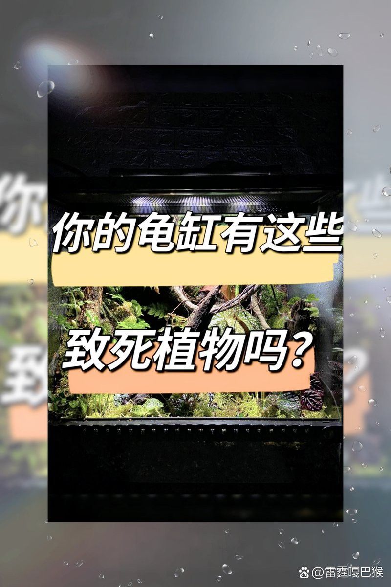 哪些植物不適合與假龍龜混養？ 哪些植物不適合與假龍龜混養？ 龍魚百科 第2張