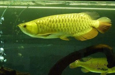 龍魚別名叫什么名字 龍魚別名叫什么名字 龍魚百科 第3張