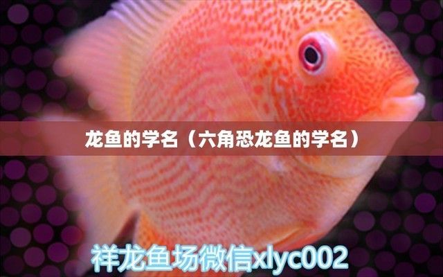 龍魚別名叫什么名字 龍魚別名叫什么名字 龍魚百科 第4張