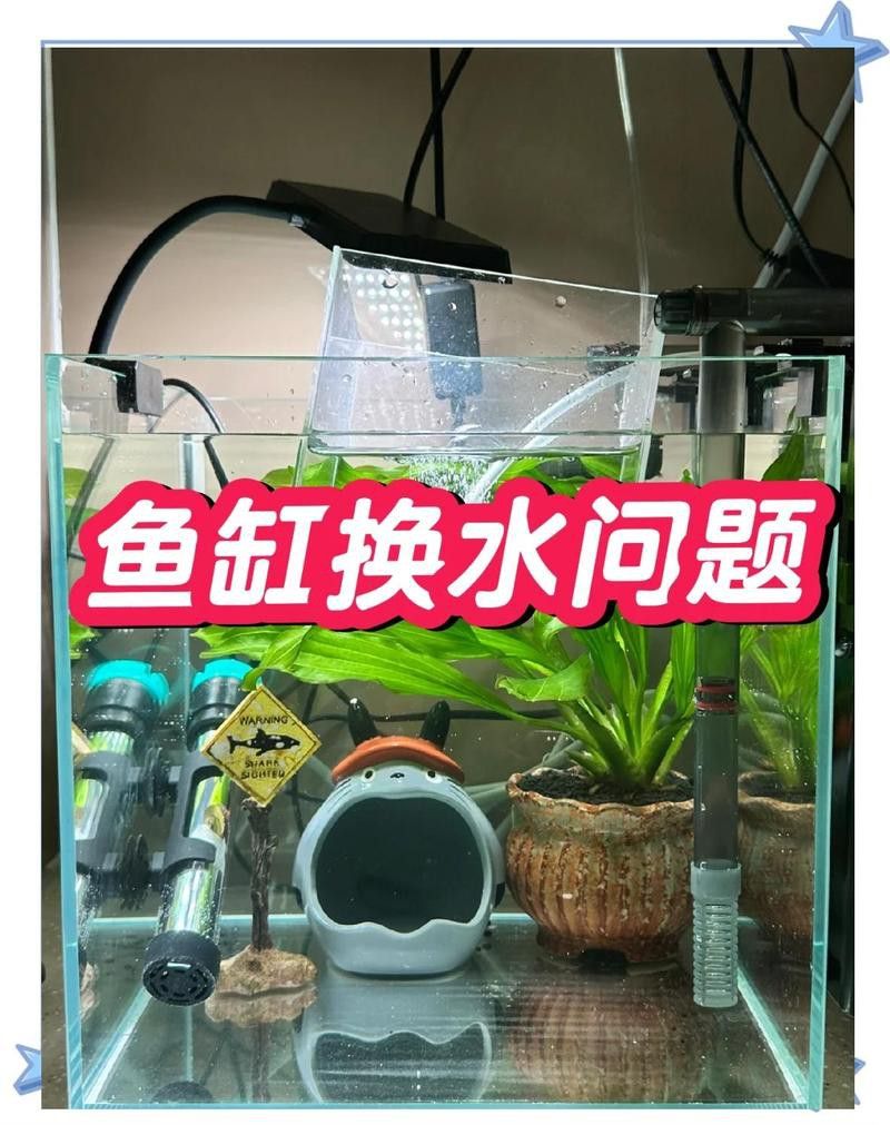 藍底金龍魚發色期間需要換水嗎？