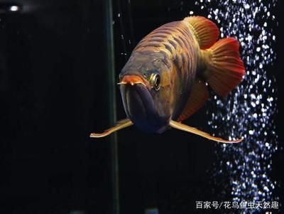 養了多年的龍魚死了代表什么：養了多年的龍魚死亡可能代表什么？