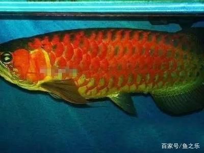 龍魚尺寸與魚齡有關嗎：龍魚的尺寸與其年齡有關嗎？ 龍魚尺寸與魚齡有關嗎：龍魚的尺寸與其年齡有關嗎？ 龍魚百科 第2張