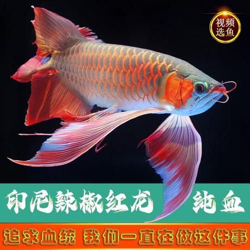 龍魚圖片長(zhǎng)大后會(huì)變色嗎