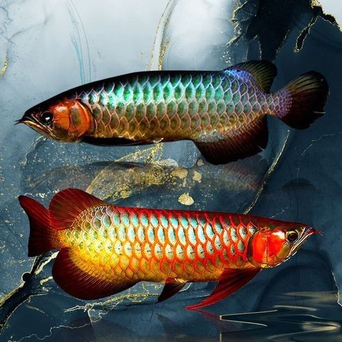龍魚圖片長(zhǎng)大后會(huì)變色嗎