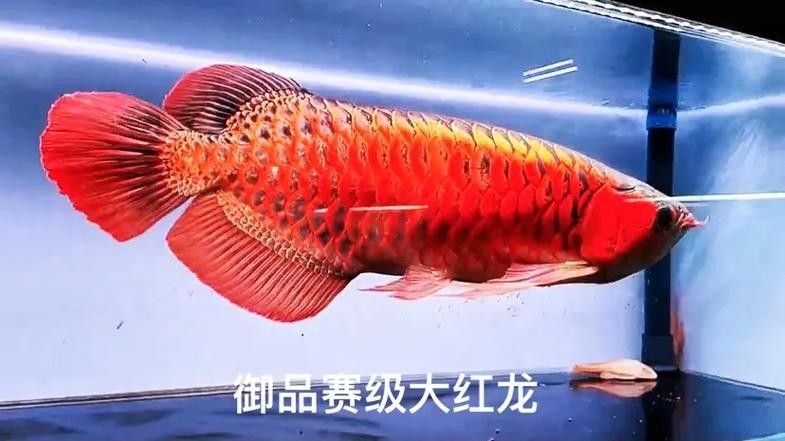 龍魚圖片長(zhǎng)大后會(huì)變色嗎