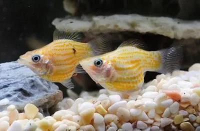 養(yǎng)龍魚養(yǎng)幾條最吉利圖片：養(yǎng)龍魚的吉祥數(shù)目通常以雙數(shù)為宜，如何挑選吉祥龍魚