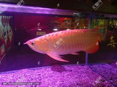 養(yǎng)龍魚養(yǎng)幾條最吉利圖片：養(yǎng)龍魚的吉祥數(shù)目通常以雙數(shù)為宜，如何挑選吉祥龍魚
