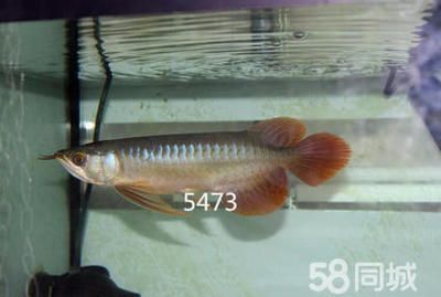 龍魚的等級及價格，龍魚的等級及價格是怎么計算的？