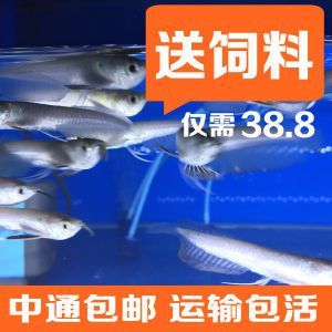 銀龍魚苗運輸費用標準：銀龍魚苗的運輸成本受多個因素影響