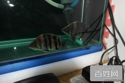 過背金龍魚幼魚能長多大（過背金龍魚一個月能長多少厘米過背金龍魚一個月能長多少厘米）