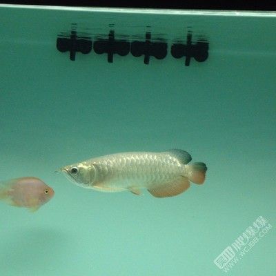 買賣龍魚犯法嗎怎么處理：買賣龍魚時需要謹慎，避免觸犯法律規定，避免觸犯法律責任