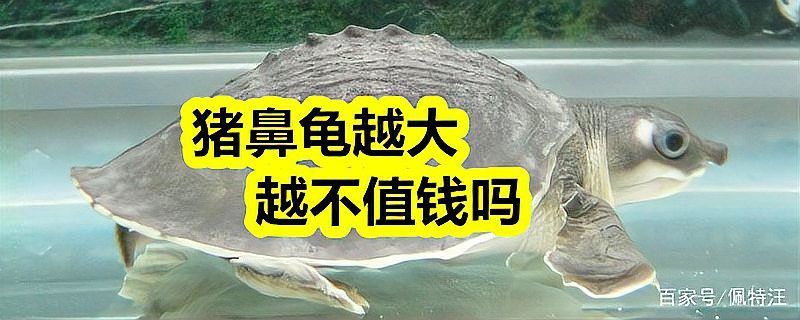豬鼻龜和龍魚混養需要多大的魚缸？ 豬鼻龜和龍魚混養需要多大的魚缸？ 龍魚百科 第2張