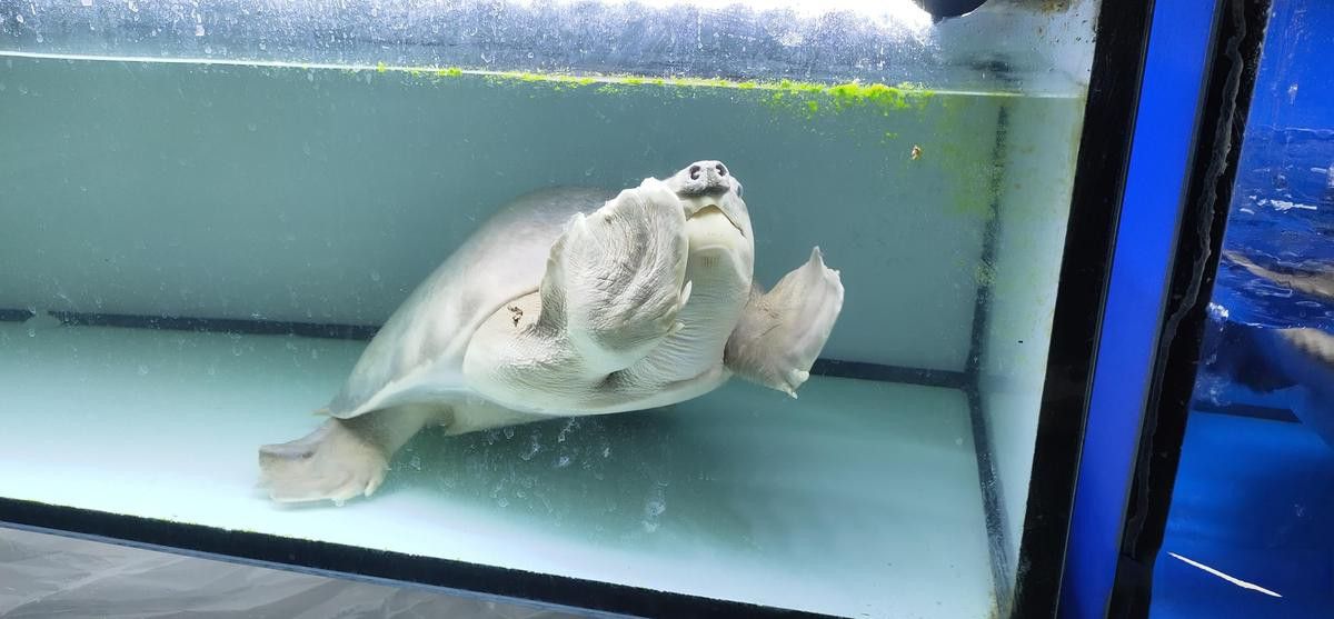 豬鼻龜和龍魚混養需要多大的魚缸？ 豬鼻龜和龍魚混養需要多大的魚缸？ 龍魚百科 第1張