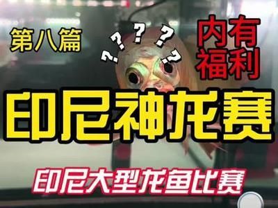 2024龍魚比賽：2024年的龍魚比賽