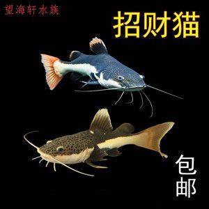 龍魚配招財貓：如何選擇適合混養(yǎng)的招財貓魚