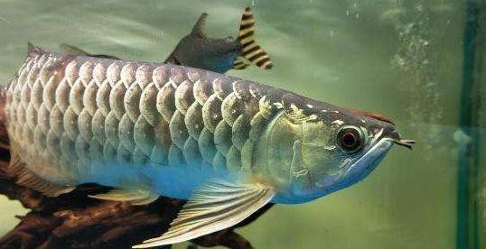 金龍魚嘴里鼓鼓的 金龍魚嘴里鼓鼓的 龍魚百科 第16張