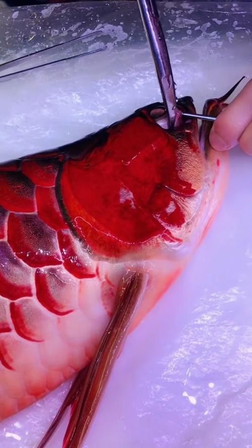 金龍魚嘴里鼓鼓的 金龍魚嘴里鼓鼓的 龍魚百科 第25張