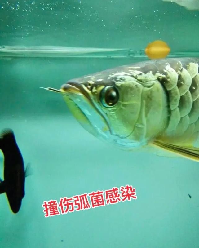 金龍魚嘴里鼓鼓的 金龍魚嘴里鼓鼓的 龍魚百科 第26張