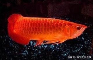 金龍魚嘴里鼓鼓的 金龍魚嘴里鼓鼓的 龍魚百科 第28張