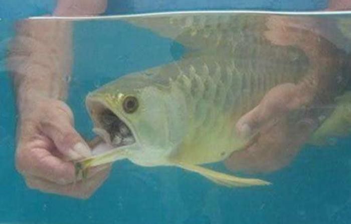 金龍魚嘴里鼓鼓的 金龍魚嘴里鼓鼓的 龍魚百科 第29張