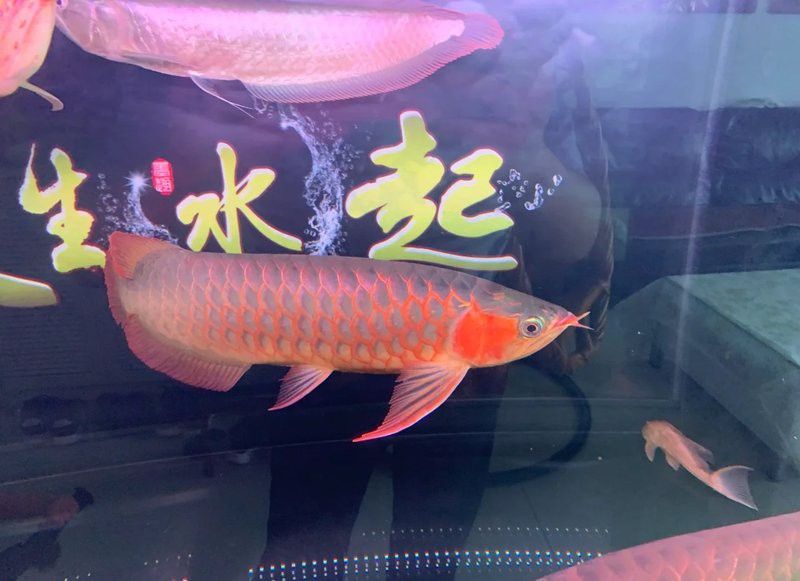 金龍魚嘴里鼓鼓的 金龍魚嘴里鼓鼓的 龍魚百科 第33張