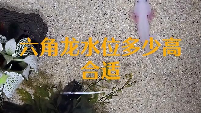 如何判斷六角龍魚是否需要增氧？