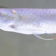 銀龍魚生長速度快嗎（關(guān)于銀龍魚生長速度的一些詳細(xì)信息）