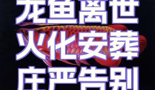 龍魚死后的正確處理方法