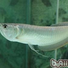 龍魚配魚多少條好
