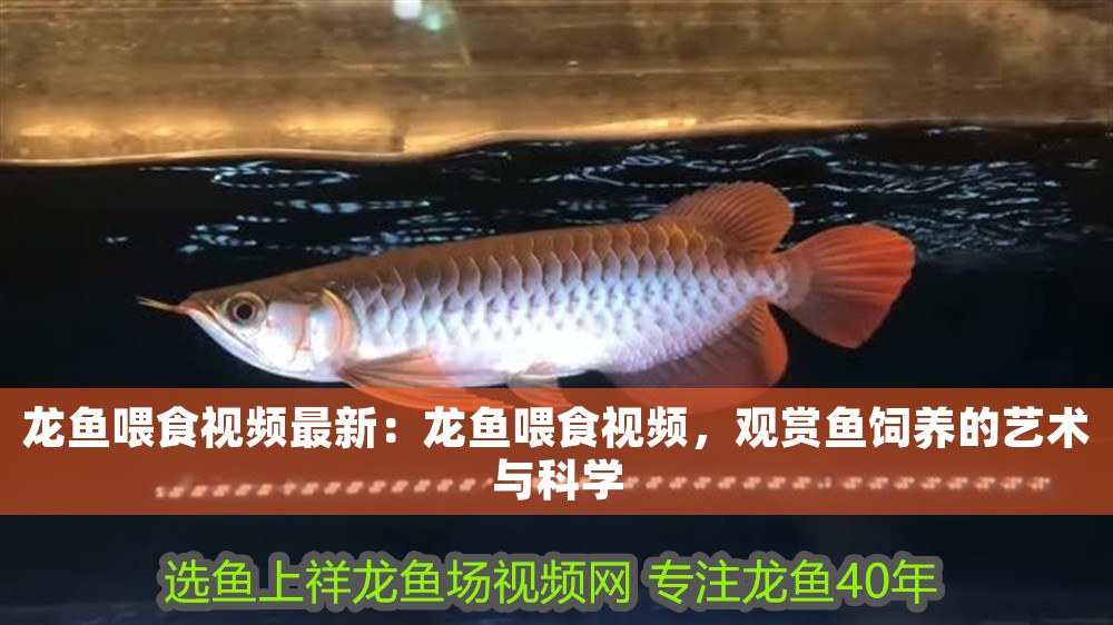 龍魚喂食視頻最新：龍魚喂食視頻，觀賞魚飼養(yǎng)的藝術(shù)與科學(xué)