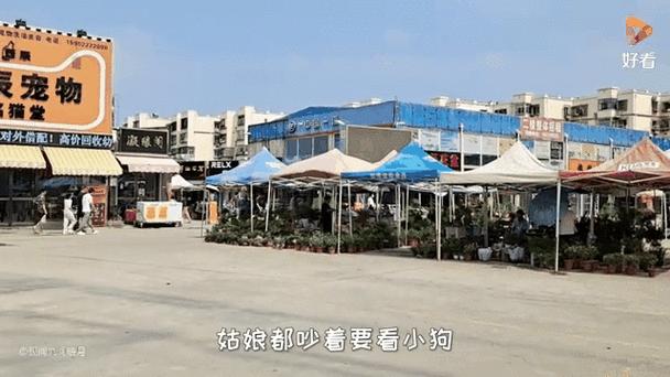 天津哪里賣龍魚比較好的地方