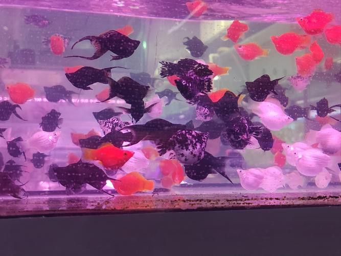 天津哪里賣龍魚比較好的地方