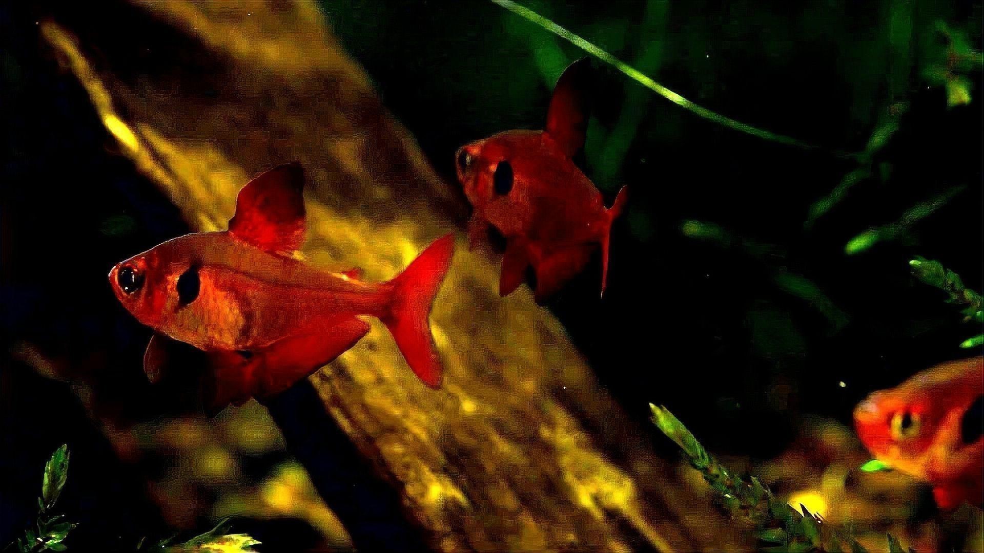 如何辨別觀賞魚真偽