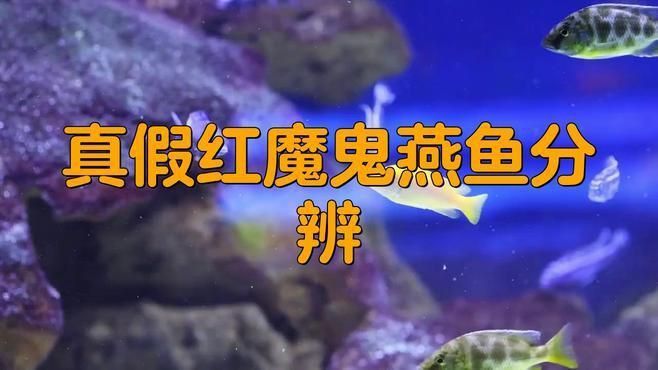 如何辨別觀賞魚真偽