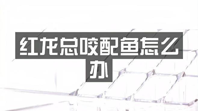 紅龍魚攻擊其他魚時應該怎么辦？