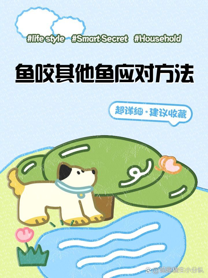 紅龍魚攻擊其他魚時應該怎么辦？