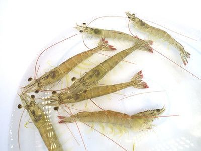 金龍魚可以喂活蝦嗎怎么喂：金龍魚可以喂活蝦嗎？