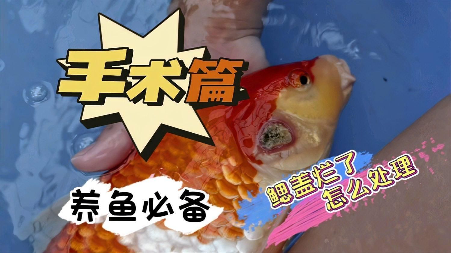 魚鰓蓋損壞后如何緊急處理？