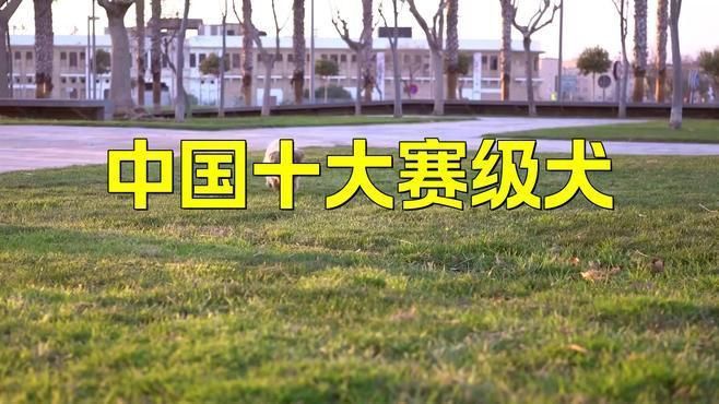 賽犬一般是什么品種