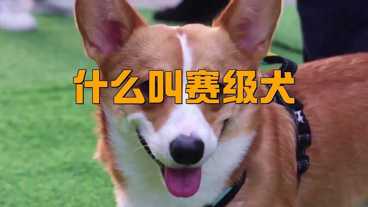 賽犬一般是什么品種