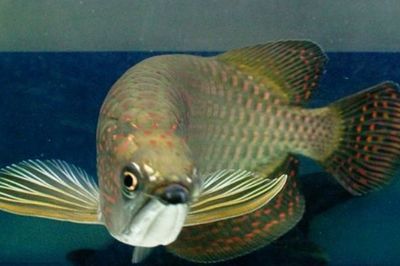 點星龍魚多大（星點龍魚的壽命有多大）